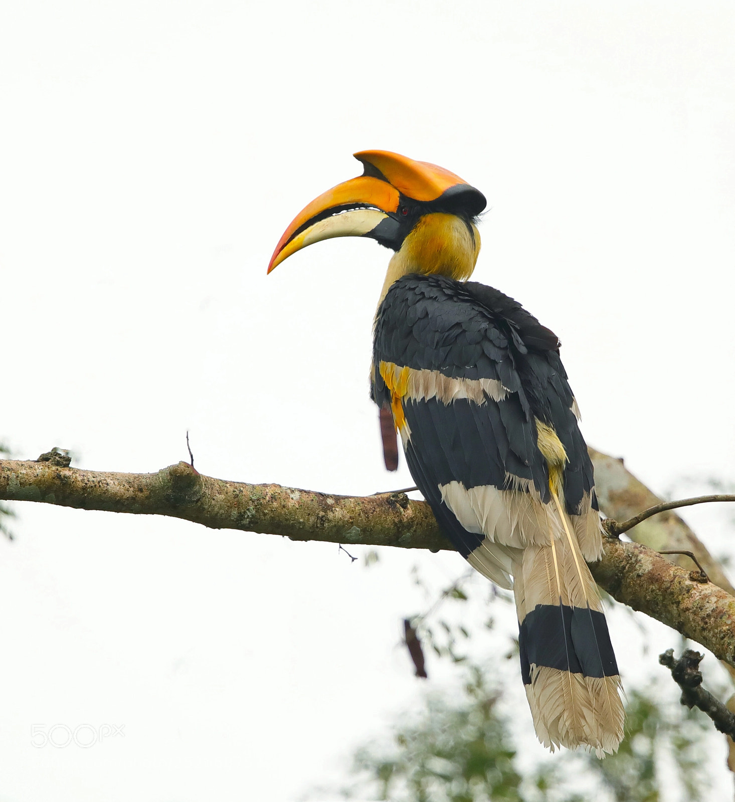 Canon EOS 5D Mark IV sample photo. Great hornbill photography