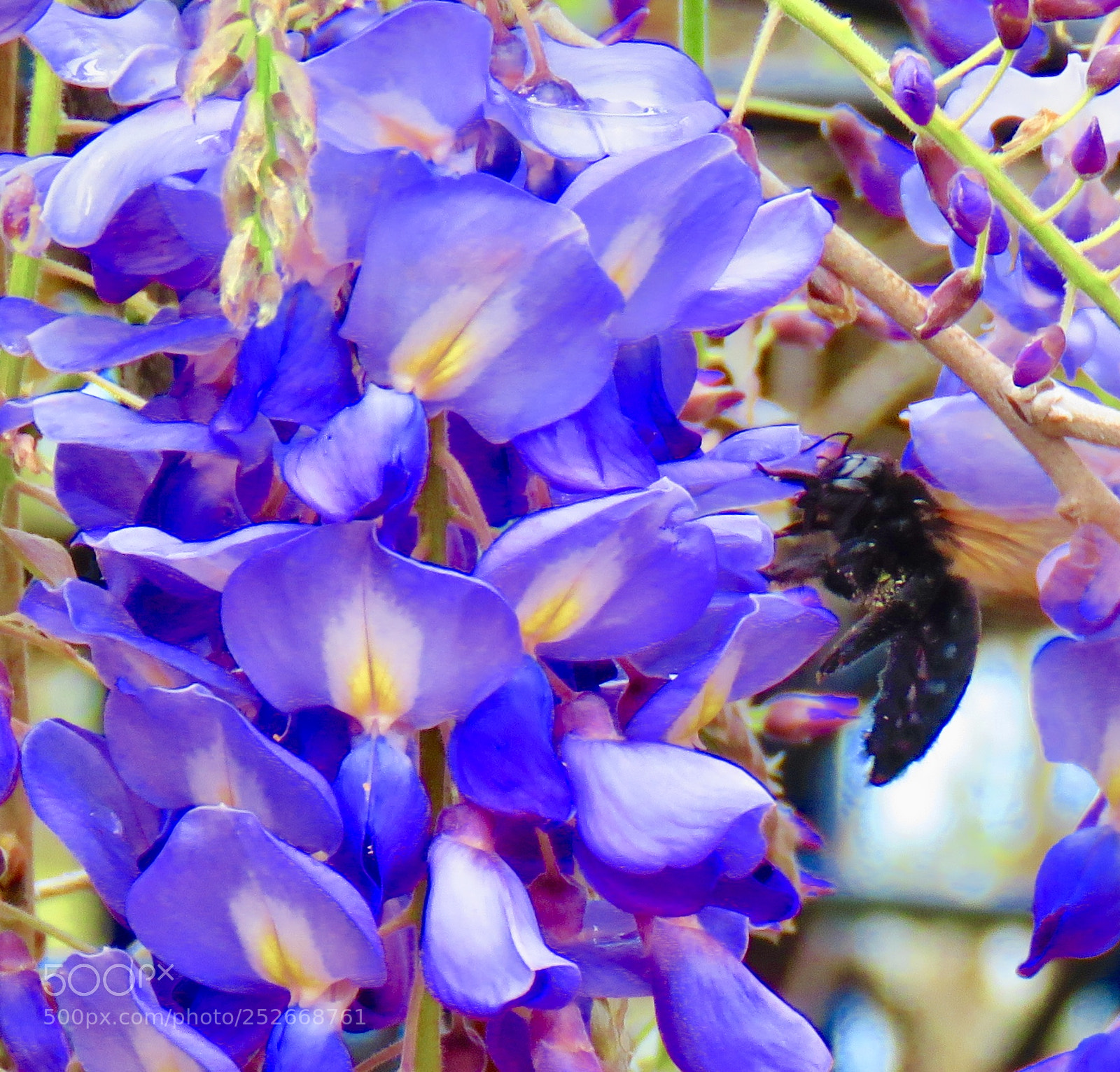 Canon PowerShot SX60 HS sample photo. Bee enthralled photography