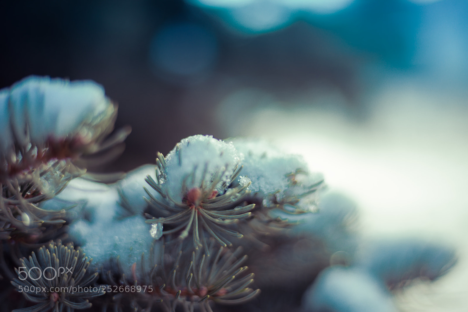 Sony a7 II sample photo. Winter and nature photography