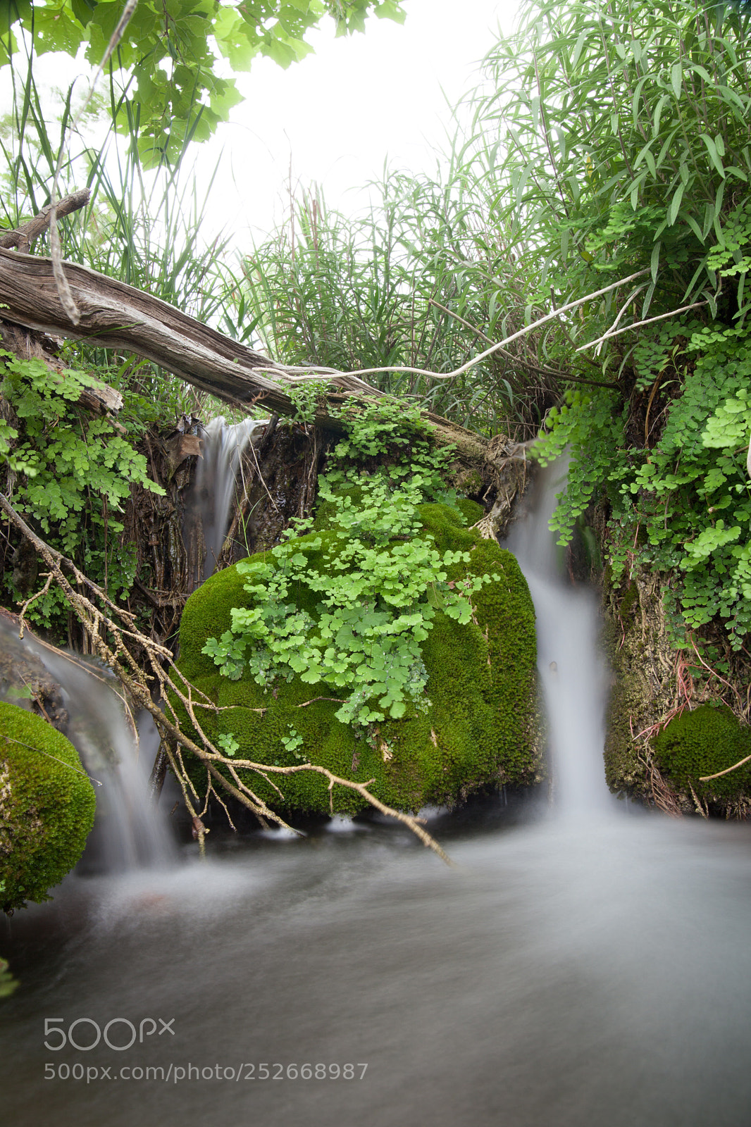 Canon EOS 5D Mark II sample photo. Crossing log photography