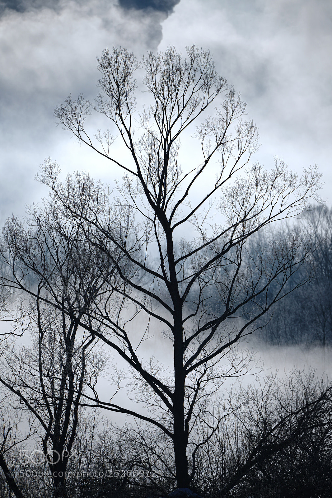 Sony a7R III sample photo. Silhouette photography