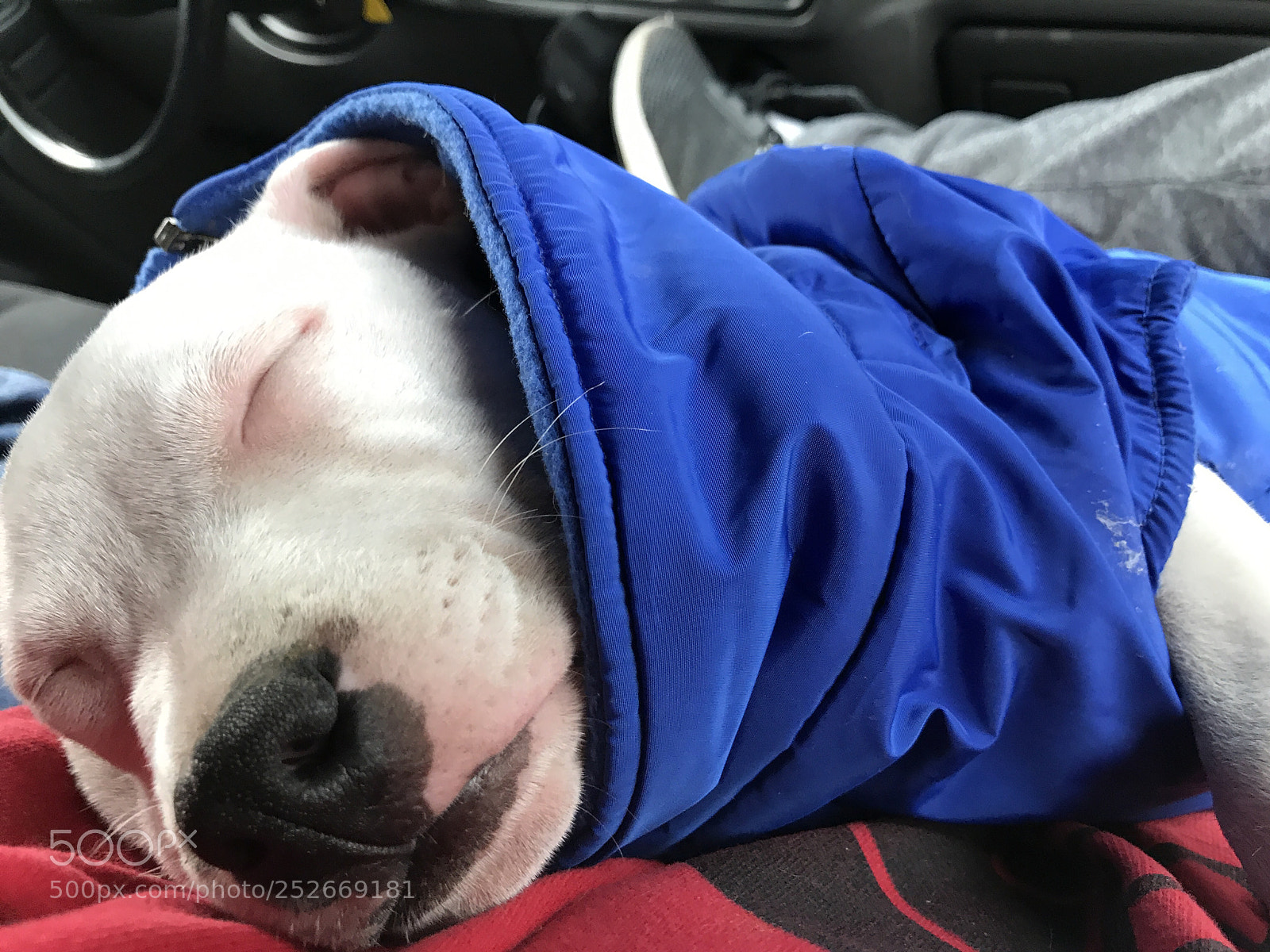 Apple iPhone 7 sample photo. Pup in a coat photography