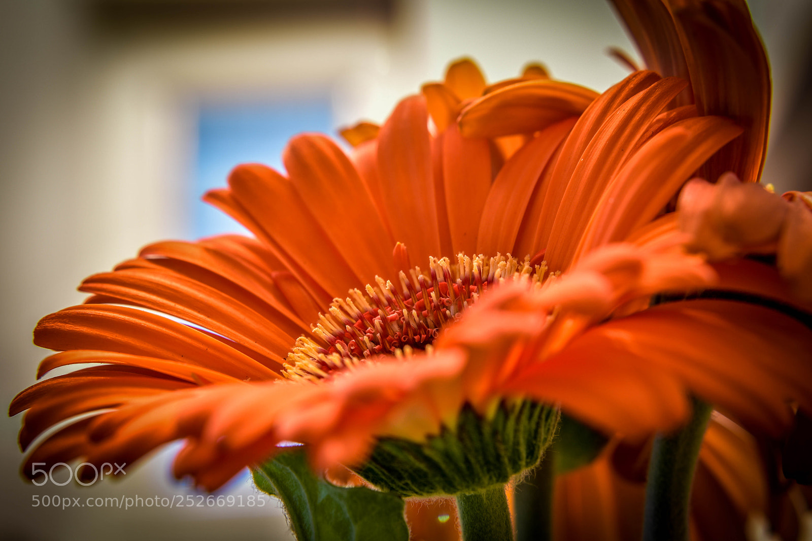 Nikon D5500 sample photo. Flower photography