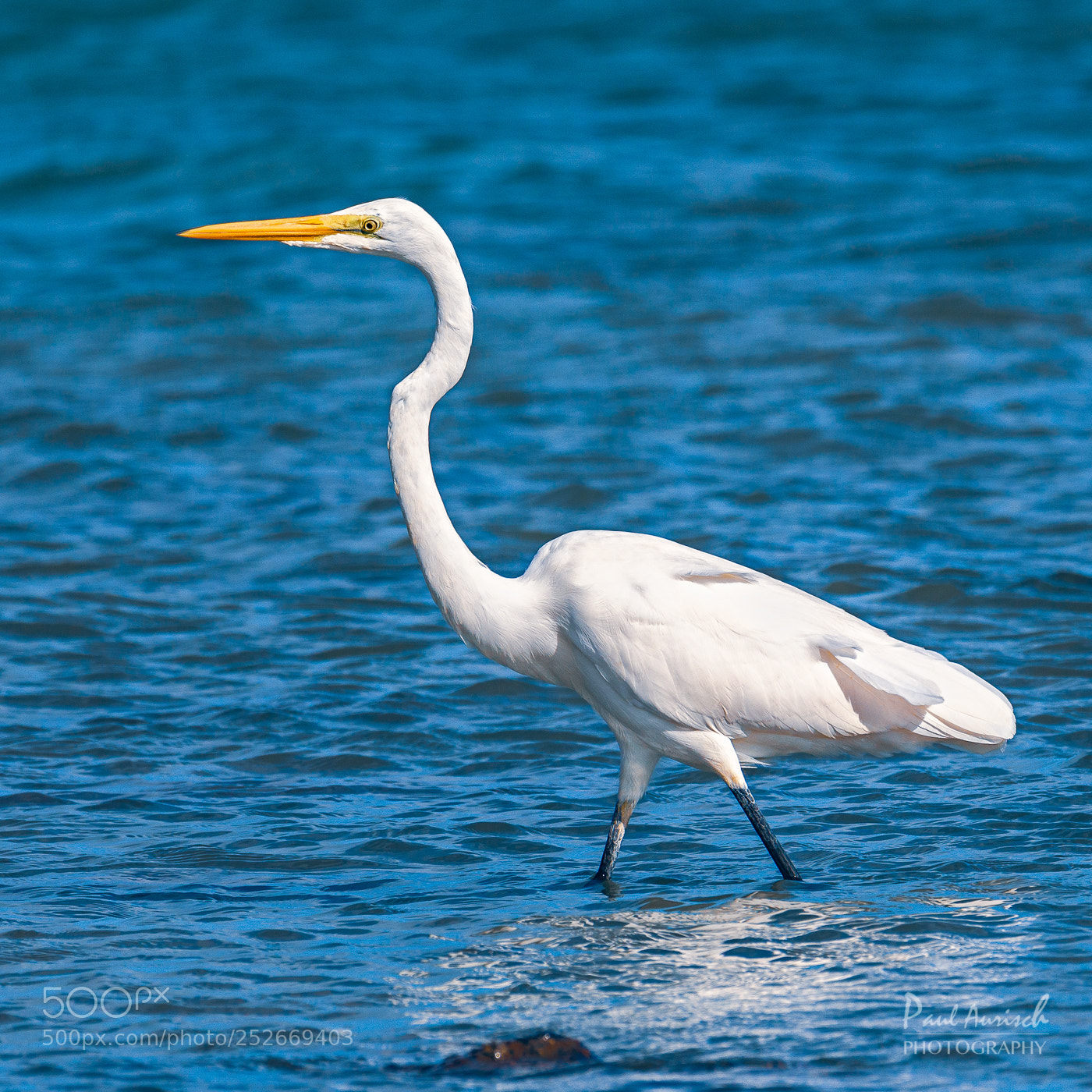 Nikon D500 sample photo. Great egret photography