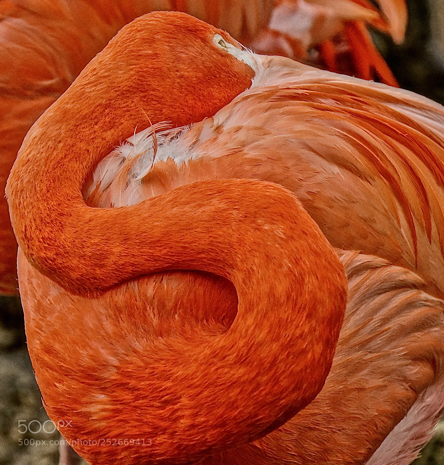 Sony Alpha NEX-6 sample photo. Snuggles photography
