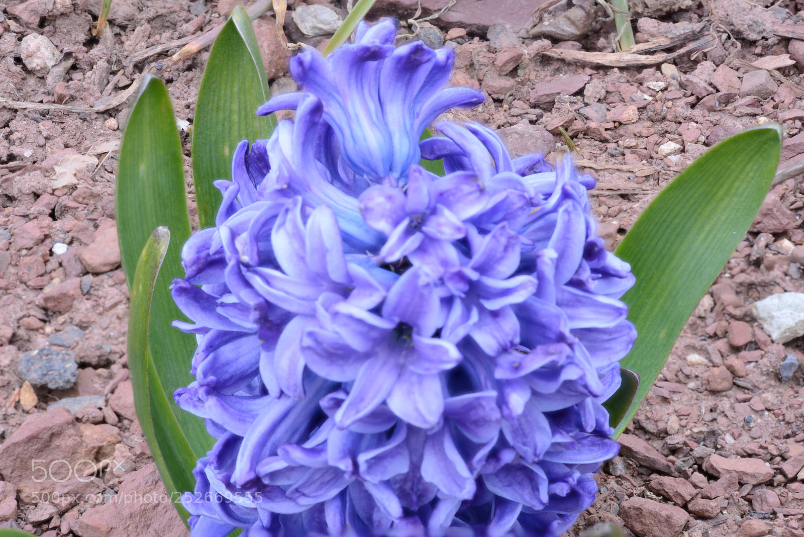 Nikon D800 sample photo. Blue flower photography