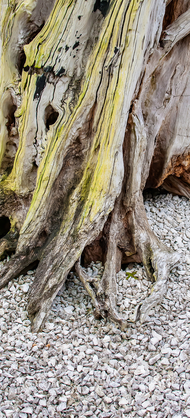 Nikon D300 sample photo. Death of a tree photography