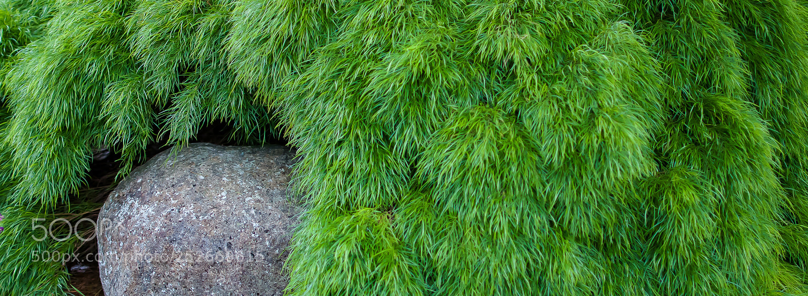Nikon D300 sample photo. Rock and bamboo photography
