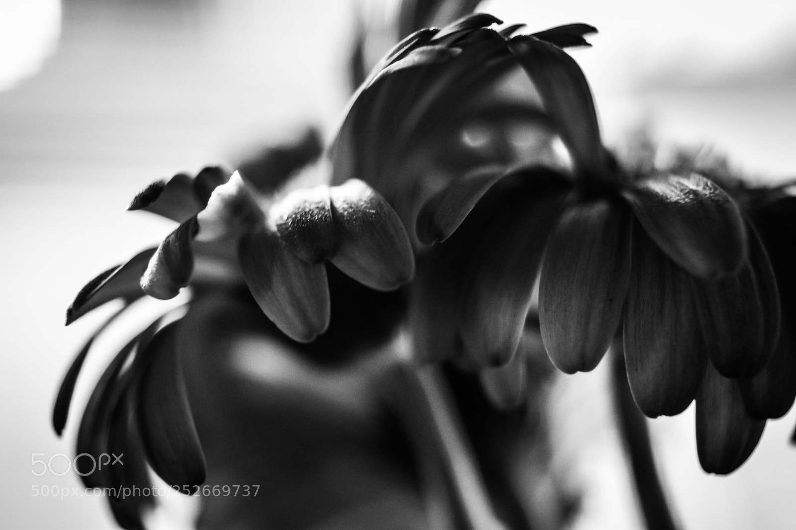 Nikon D5500 sample photo. Bw photography