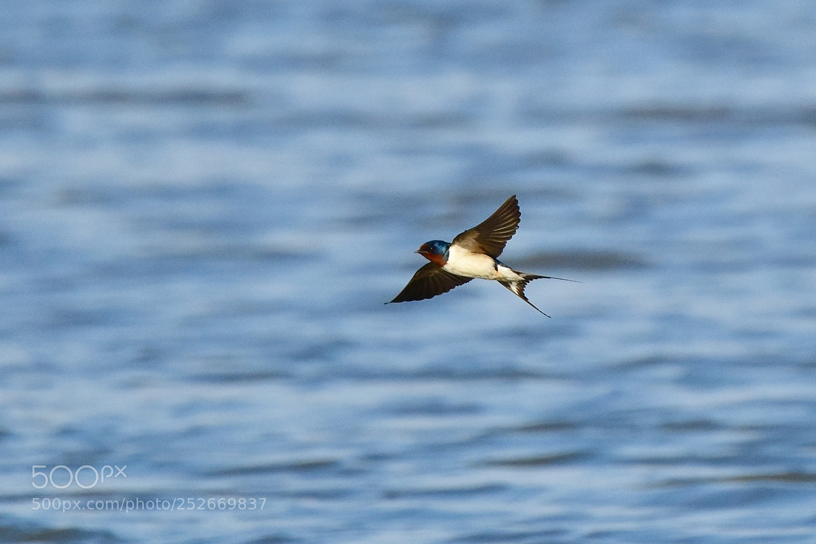 Nikon D7200 sample photo. Swallow photography