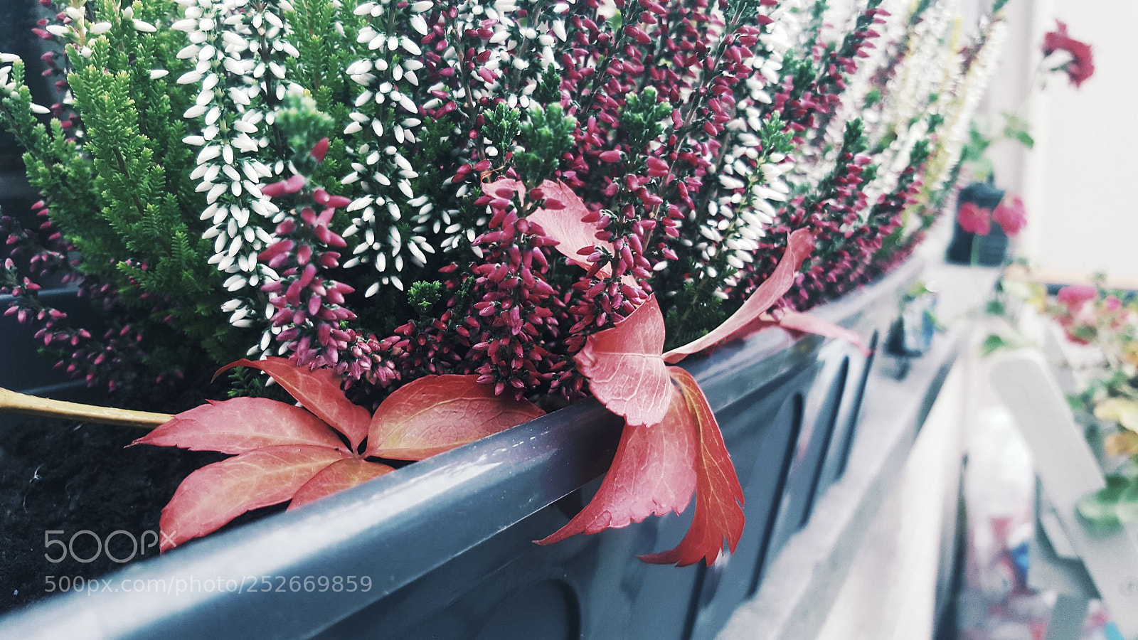 Samsung Galaxy S6 sample photo. Untitled photography