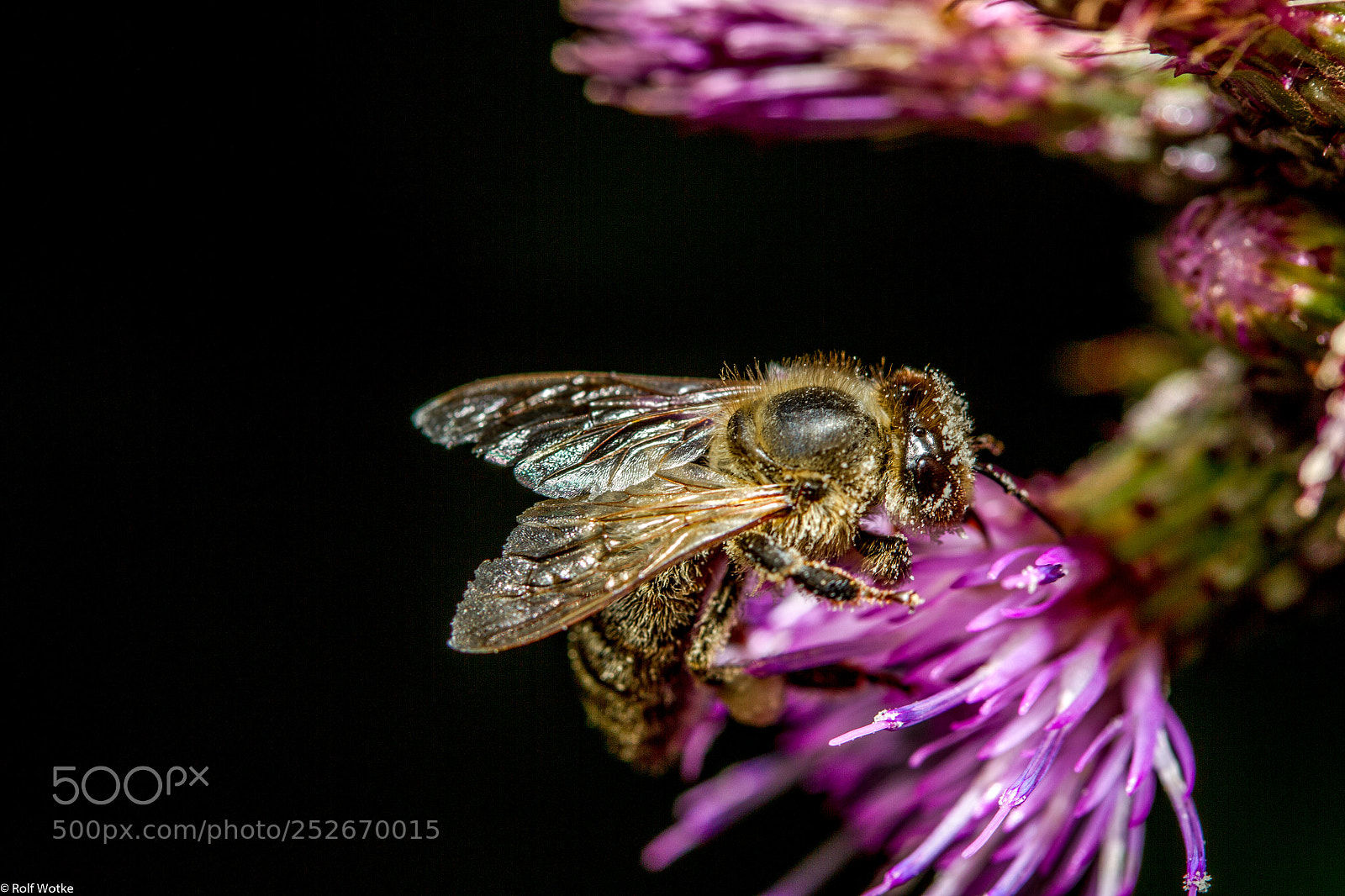 Canon EOS 7D sample photo. Biene auf diestel makro photography