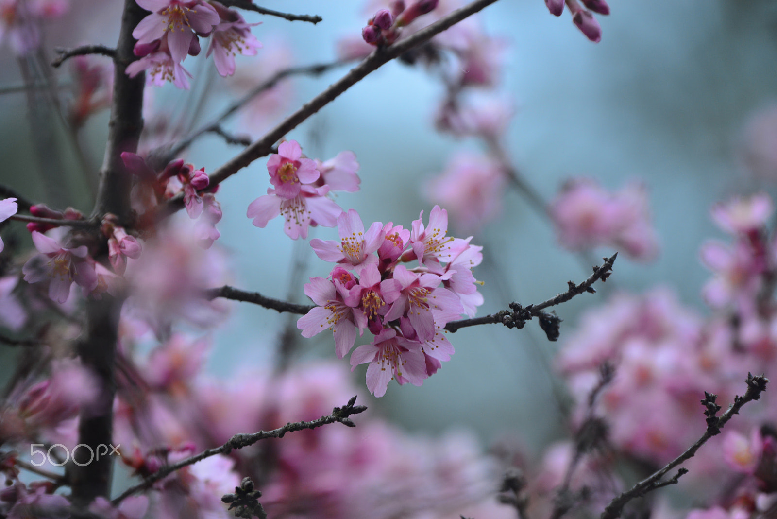 Nikon D800 sample photo. A color story photography