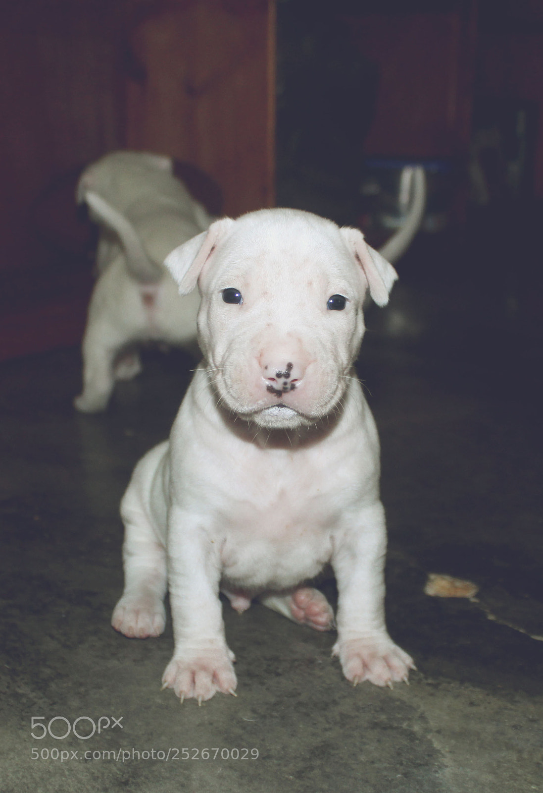 Canon EOS 600D (Rebel EOS T3i / EOS Kiss X5) sample photo. Milk face photography