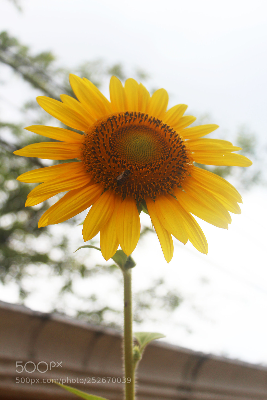 Canon EOS 600D (Rebel EOS T3i / EOS Kiss X5) sample photo. Bee round sun photography