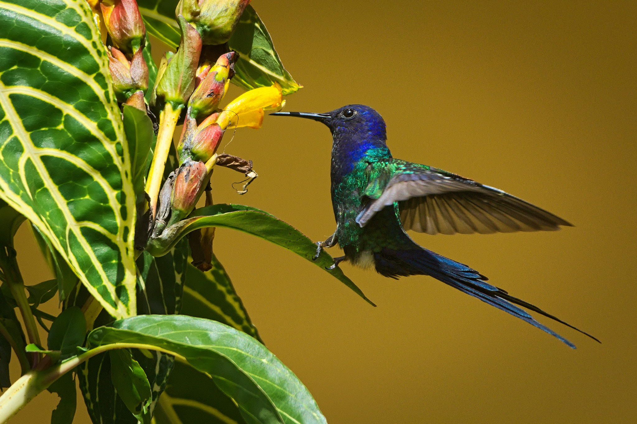 Nikon AF-S Nikkor 200-500mm F5.6E ED VR sample photo. Hummingbird at lunchtime photography
