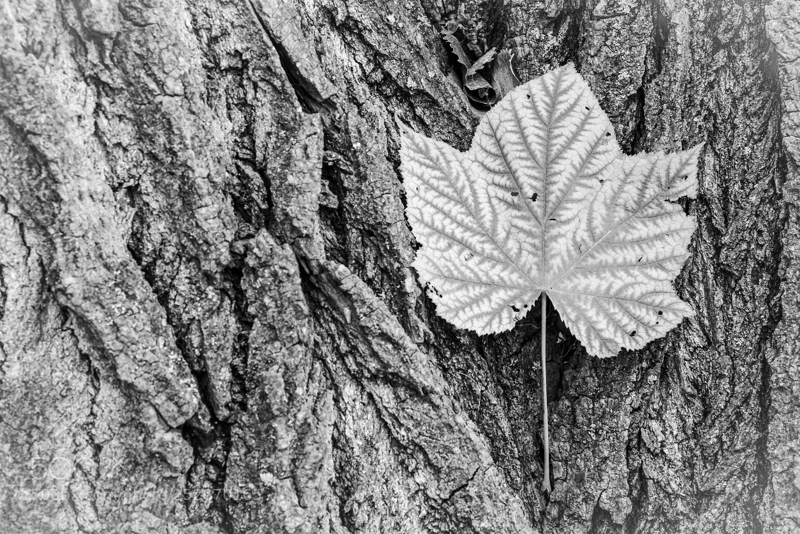 Nikon D600 sample photo. Leaf on a tree  photography