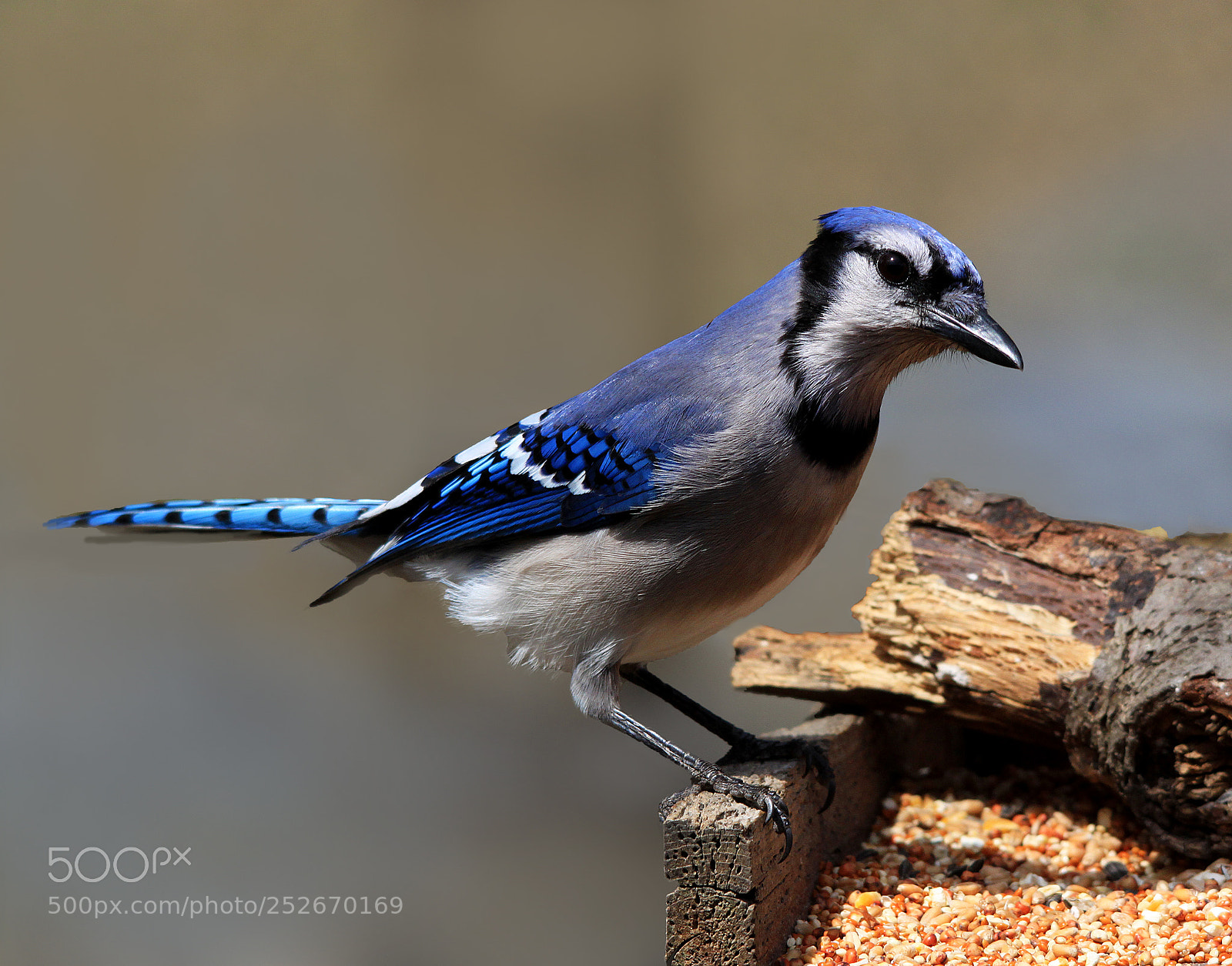 Canon EOS 500D (EOS Rebel T1i / EOS Kiss X3) sample photo. Blue jay photography