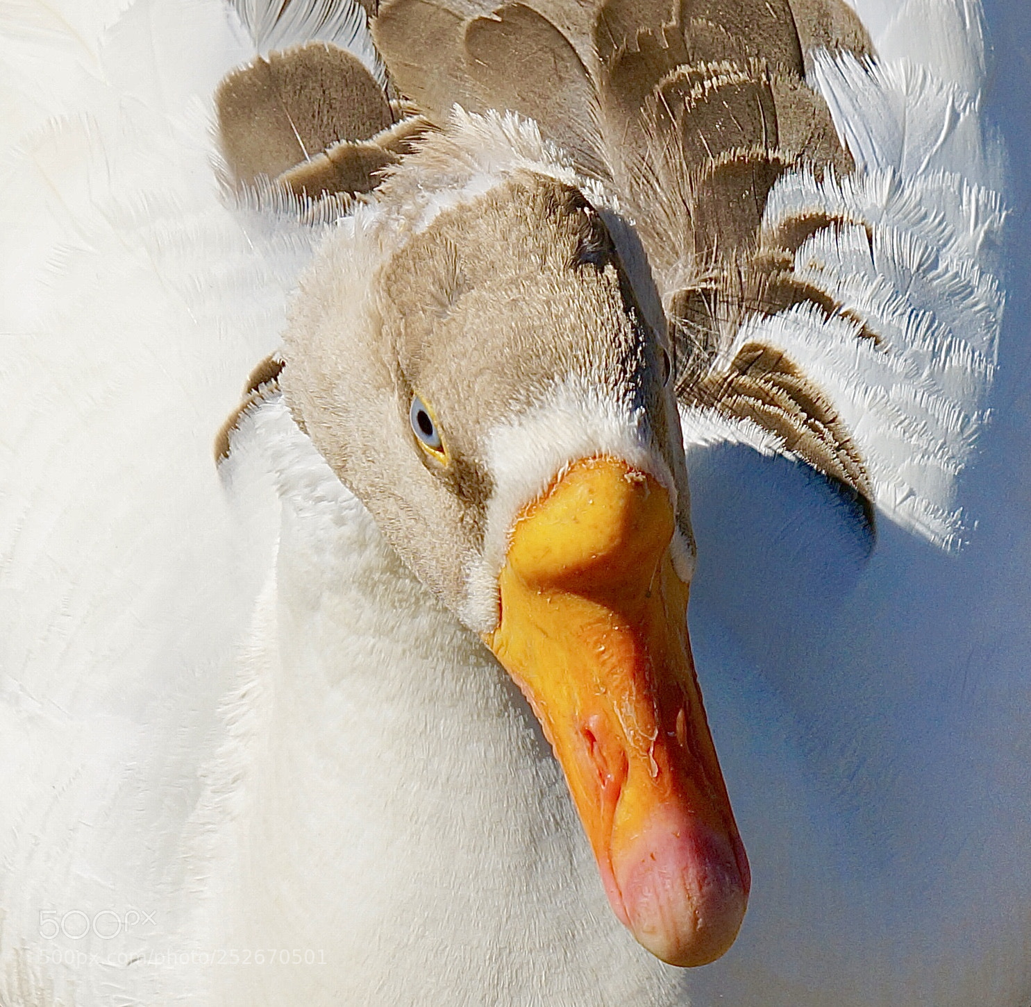 Sony Alpha NEX-6 sample photo. Above the goose photography