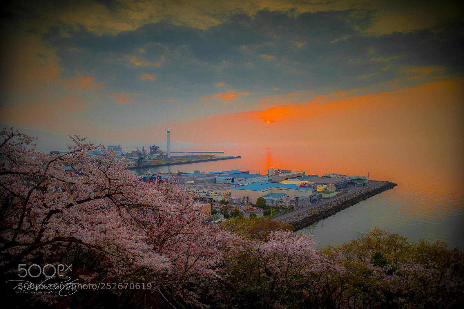 Nikon D4 sample photo. (美しいな桜) cherry blossom photography