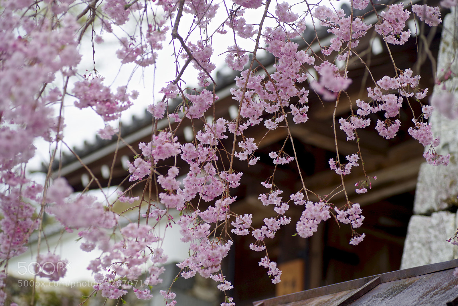 Pentax K-1 sample photo. Falling photography