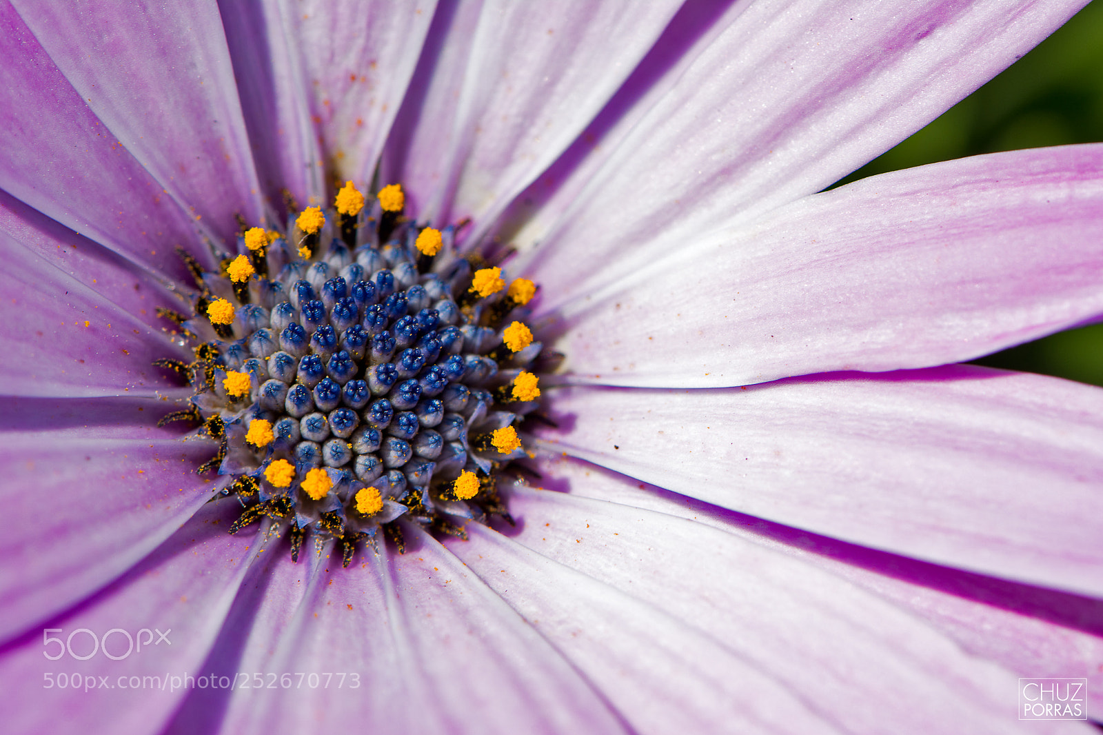 Nikon D7100 sample photo. Nice flower photography
