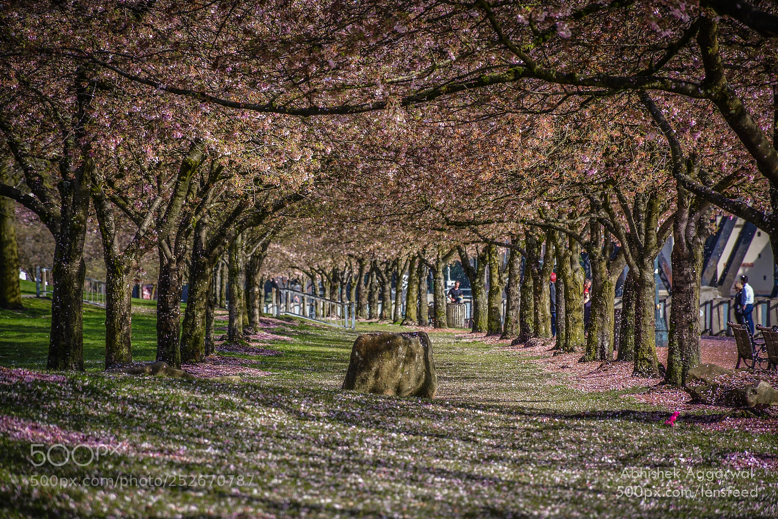 Nikon D7100 sample photo. Cherry blossom photography
