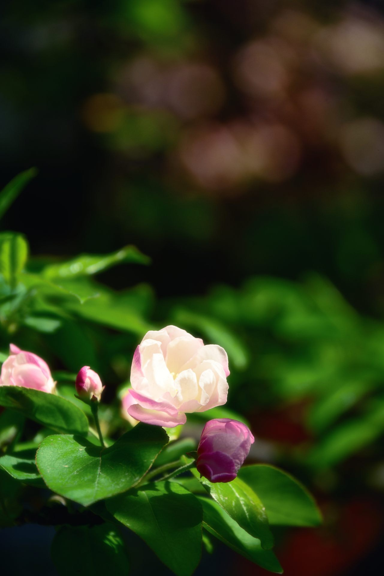 Nikon D800 sample photo. Cherryapple photography