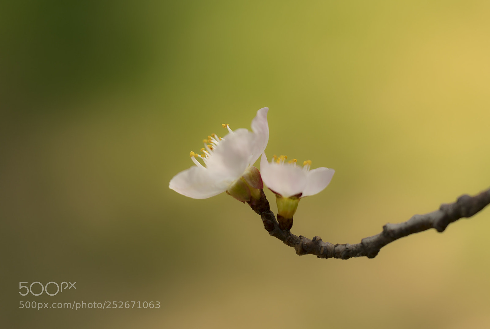 Sony a7R II sample photo. Peach blossom photography