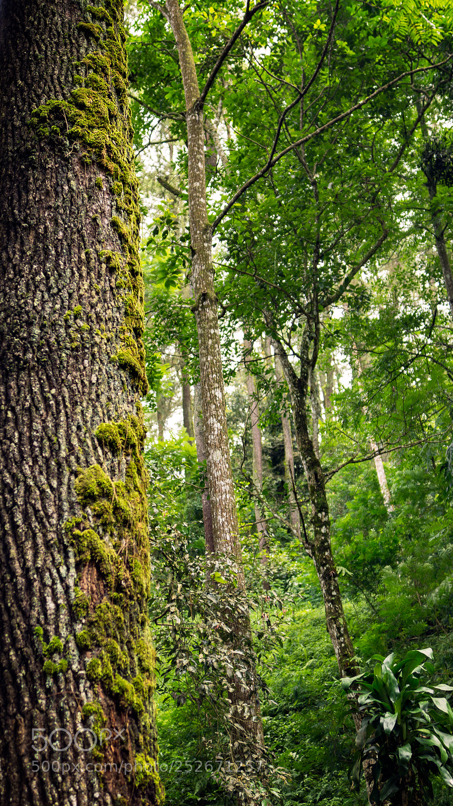 Sony SLT-A77 sample photo. Indonesian forest photography