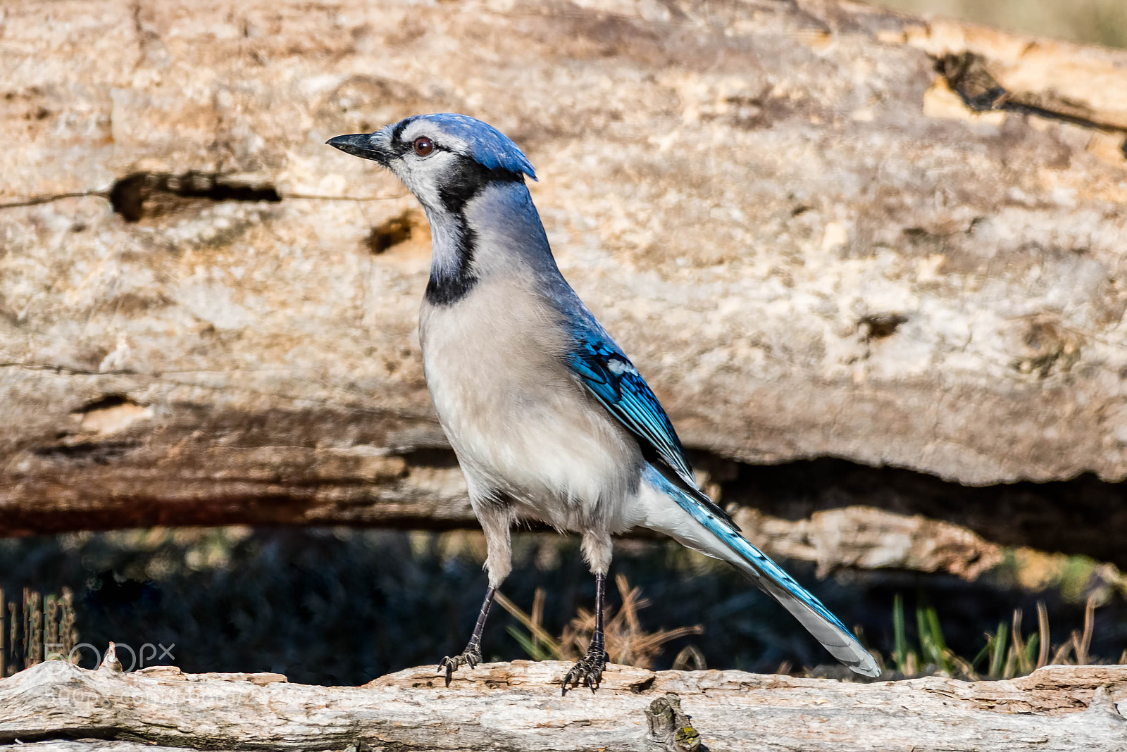 Nikon D500 sample photo. Bluejay photography