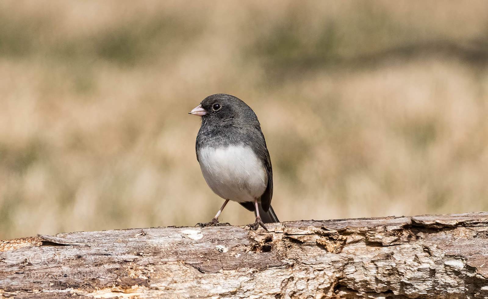Nikon D500 sample photo. Junco photography