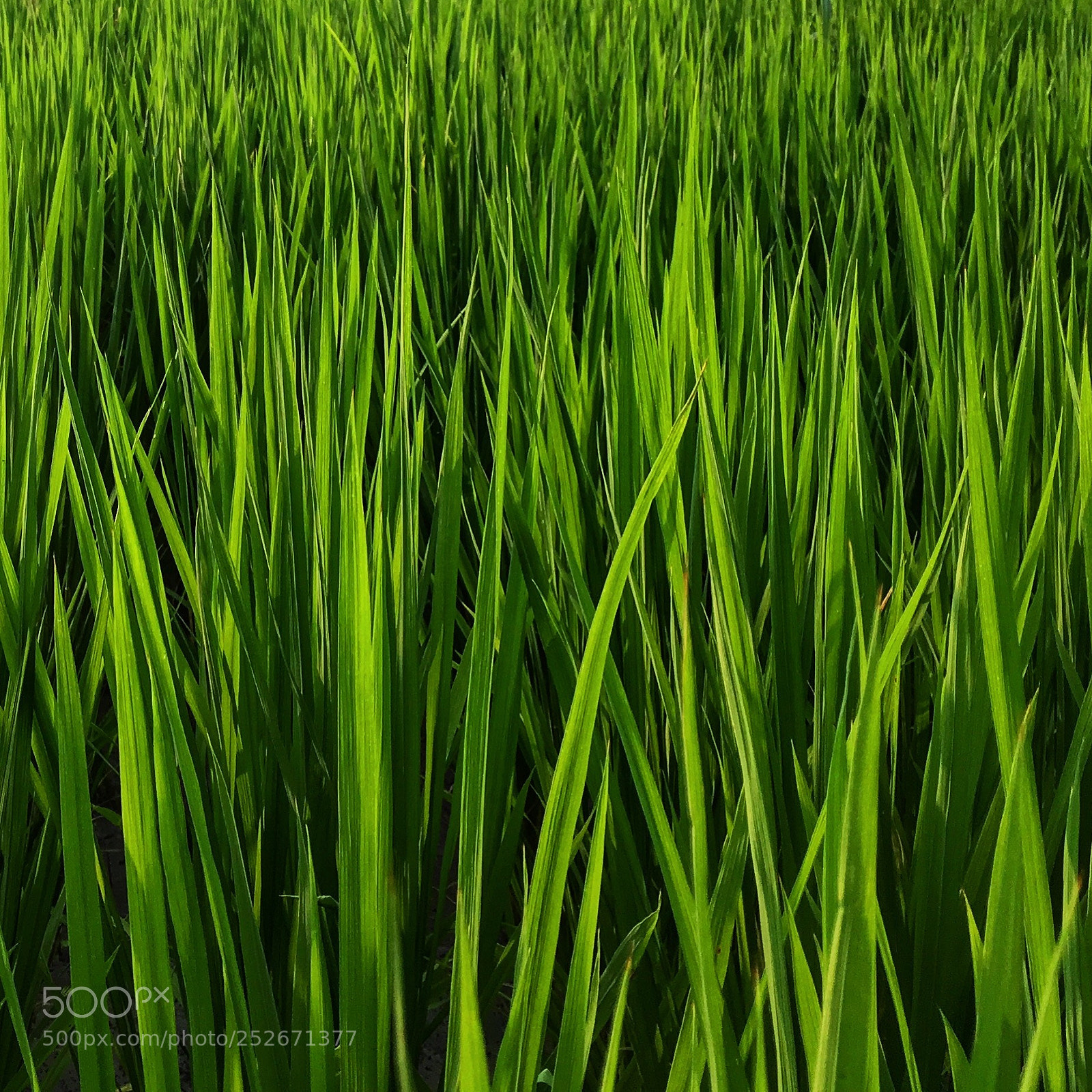 Apple iPhone 6s sample photo. Green padi fields photography