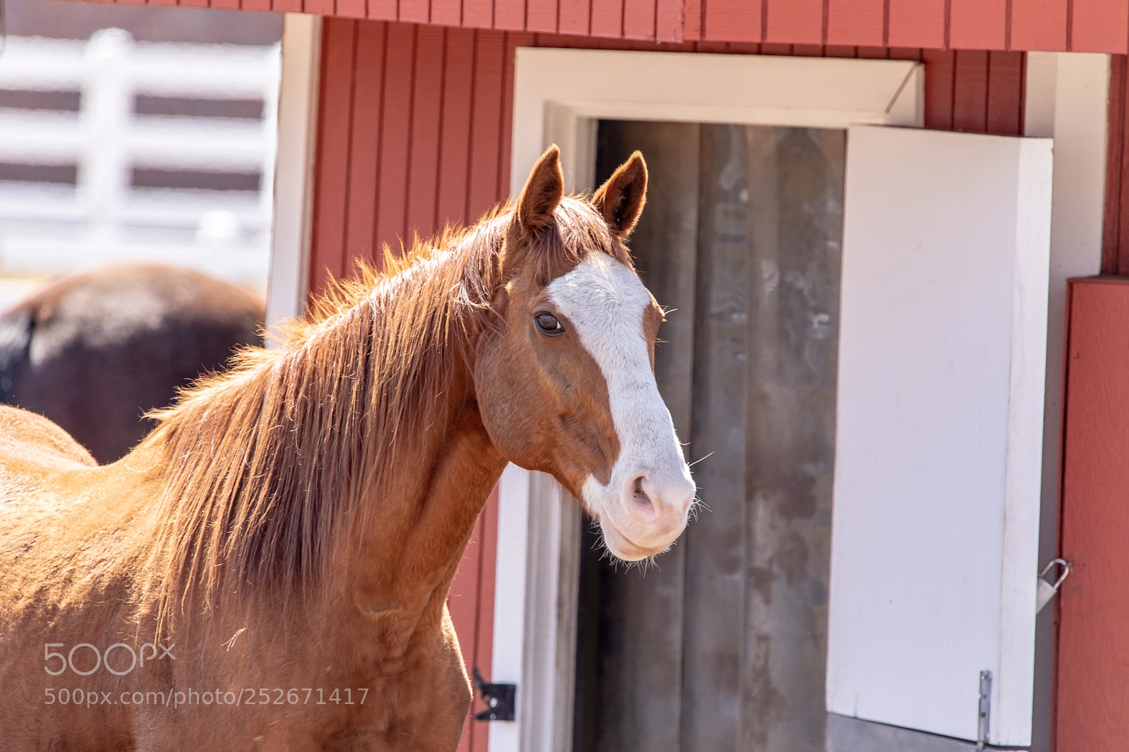 Canon EOS 5D Mark IV sample photo. Horse portrait photography