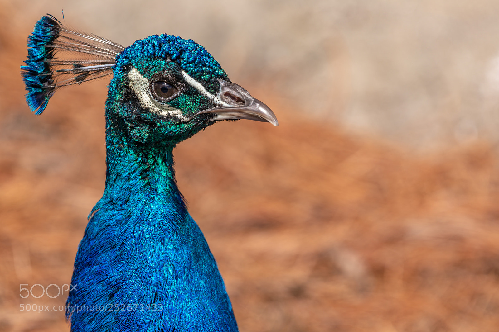 Canon EOS 5D Mark IV sample photo. The peacock is ready photography