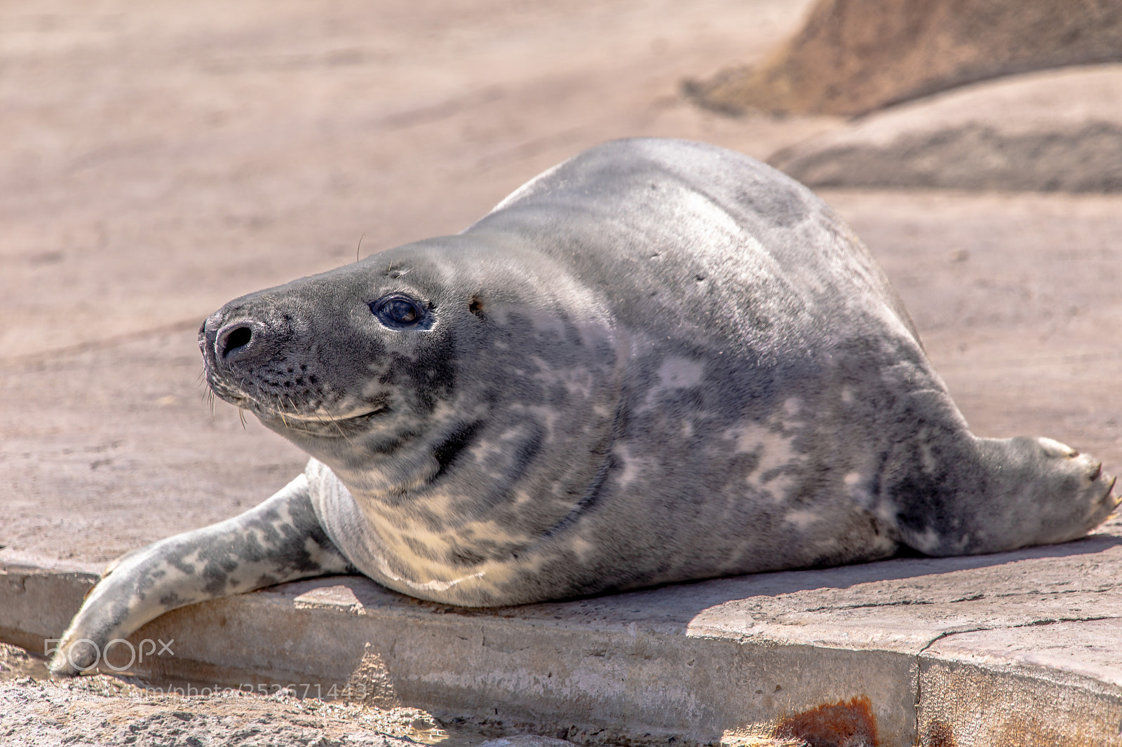 Canon EOS 5D Mark IV sample photo. The seal's good side photography