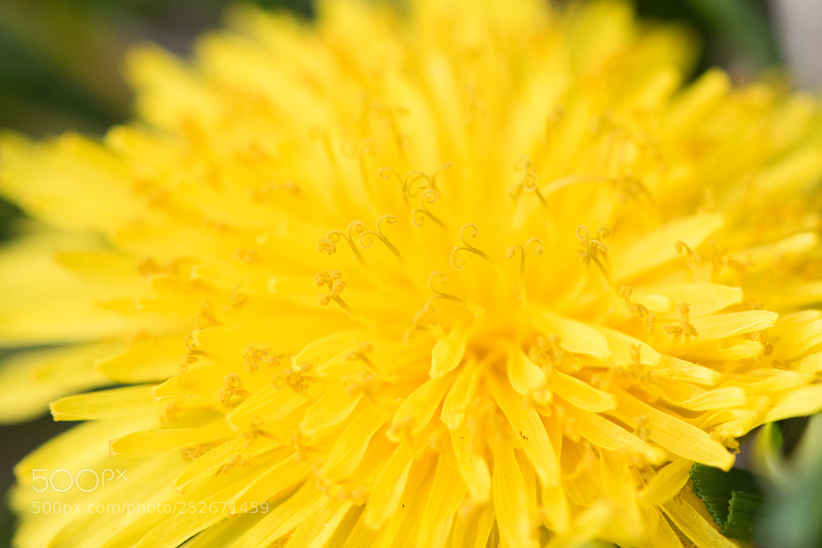 Nikon D810 sample photo. Assignment 20 - pasm photography