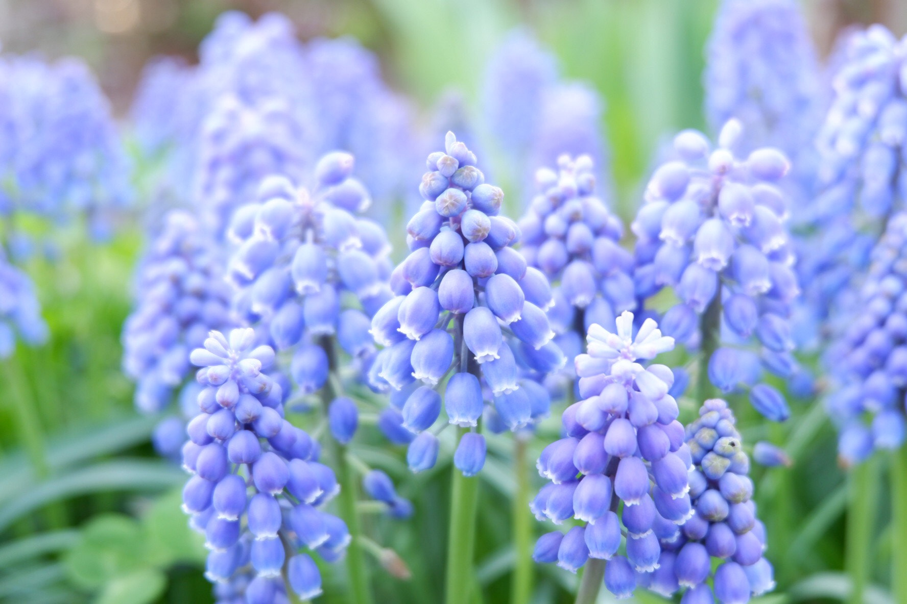 Fujifilm X-A3 sample photo. Muscari photography