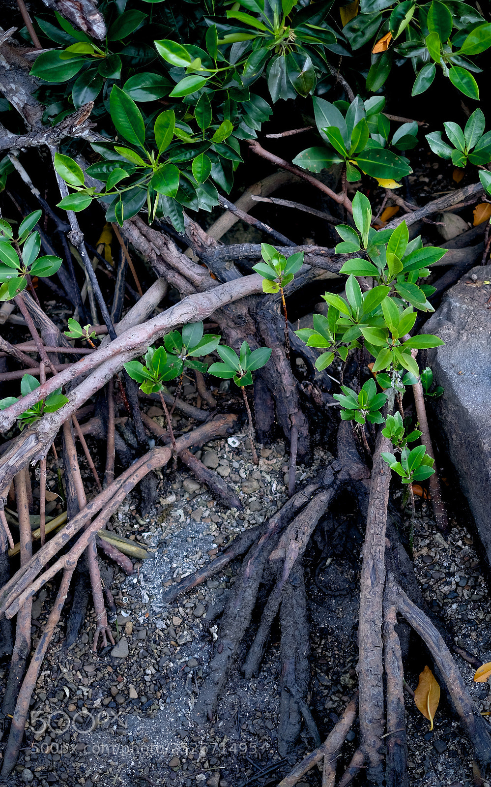 Fujifilm X-T2 sample photo. Dscf photography