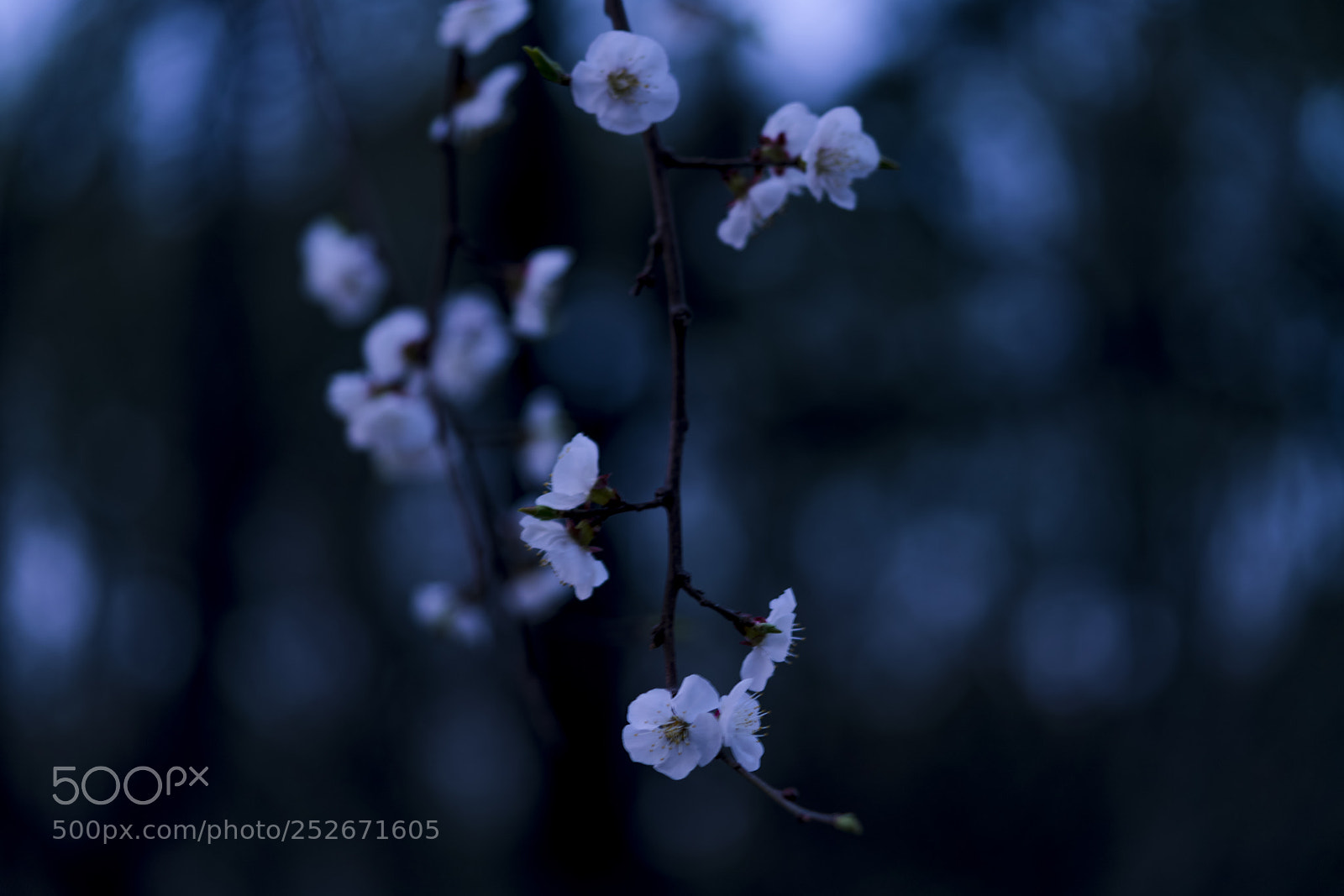 Sony a7R II sample photo. Spring talking photography