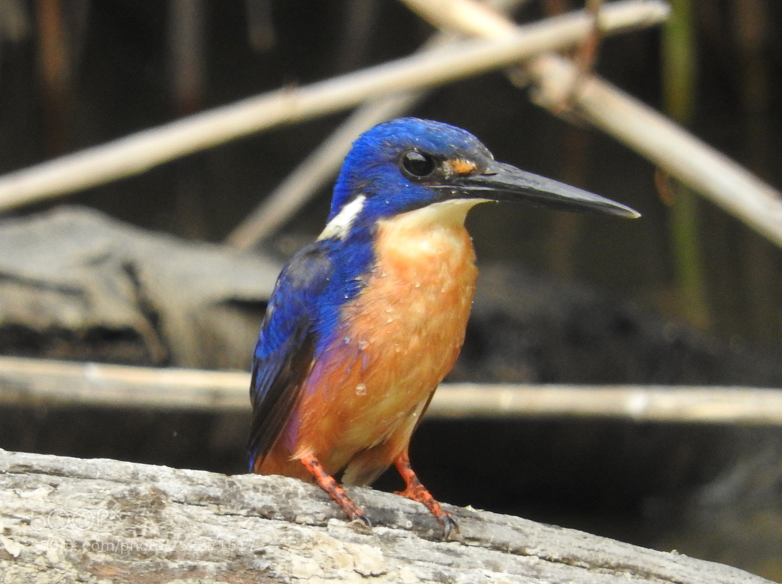 Nikon Coolpix P610 sample photo. Azure kingfisher photography