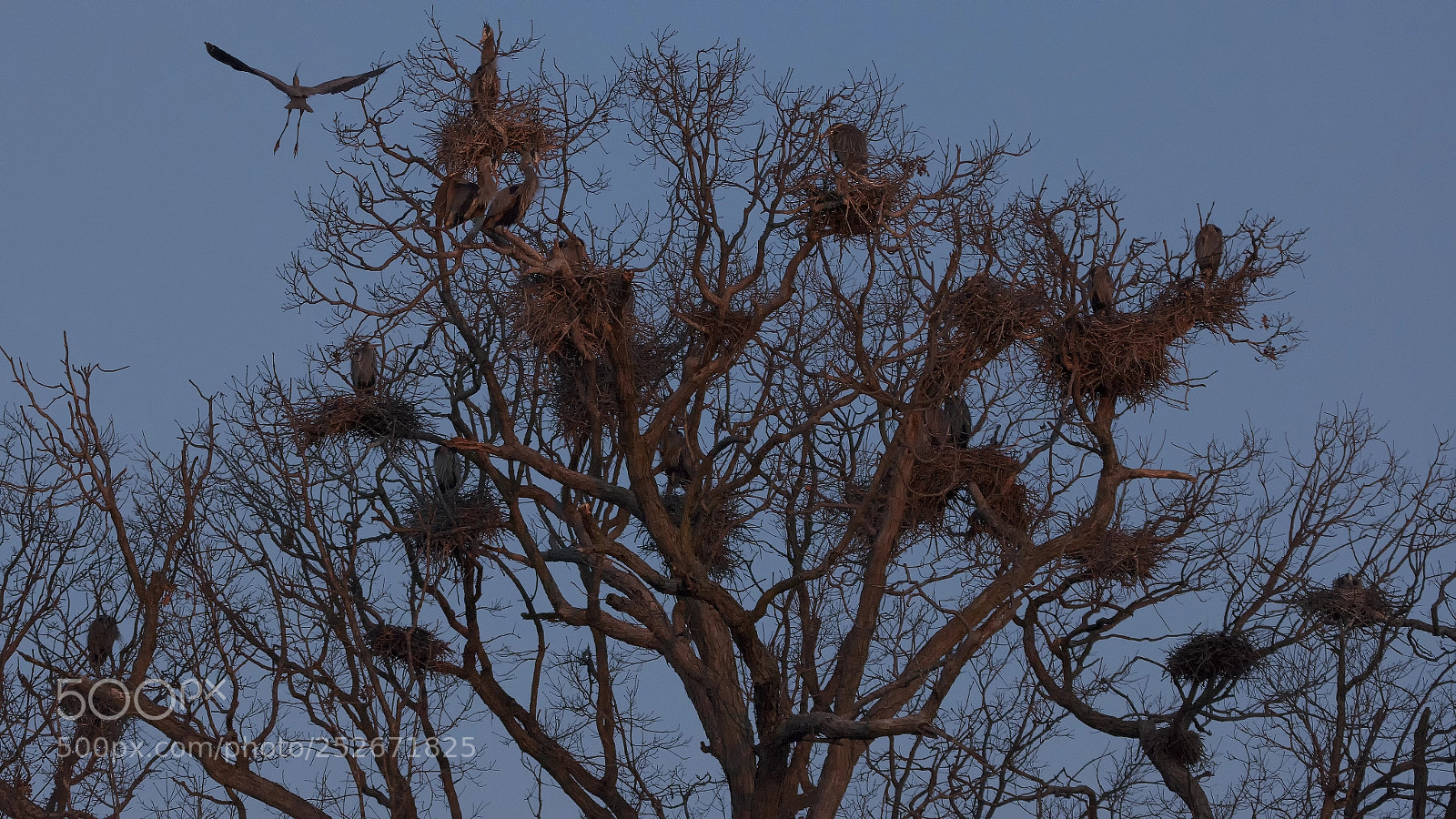 Nikon D7200 sample photo. At daybreak photography