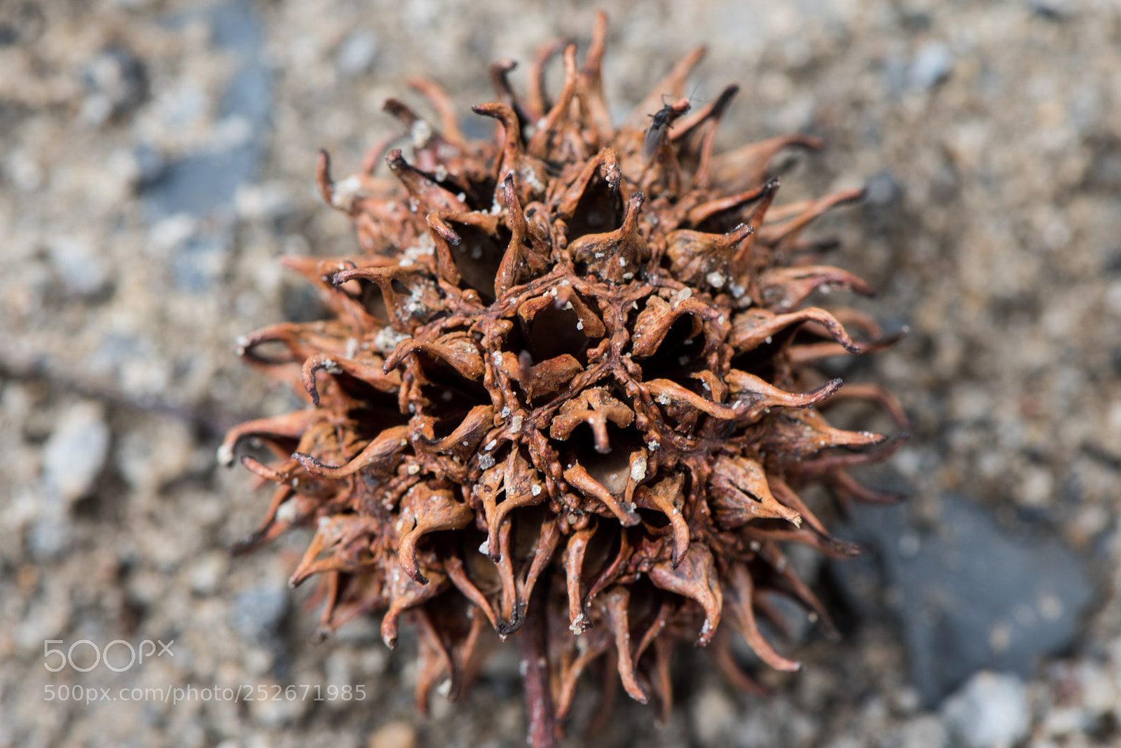 Nikon D810 sample photo. Assignment 20 - pasm photography