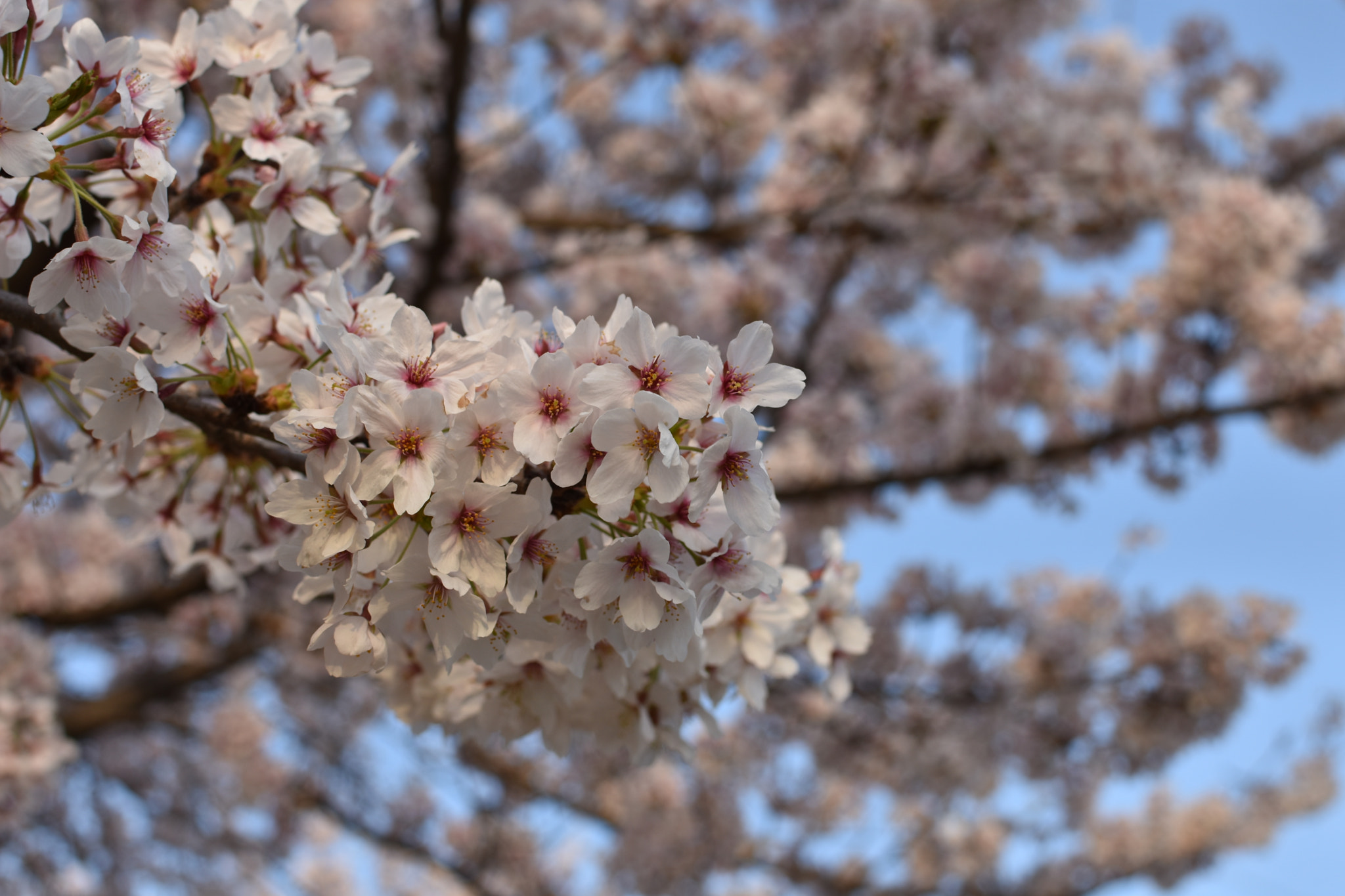 Nikon D3400 + Nikon AF-S DX Nikkor 35mm F1.8G sample photo