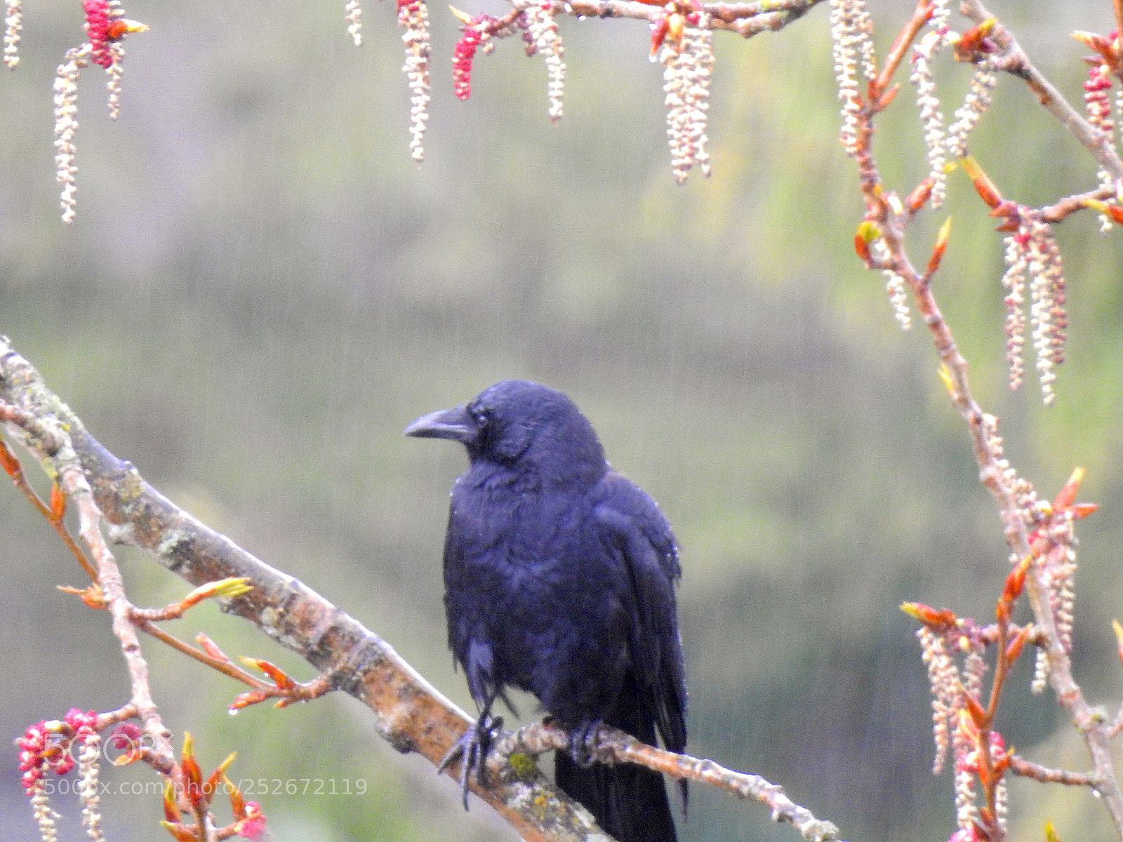 Nikon Coolpix P900 sample photo. Crow photography
