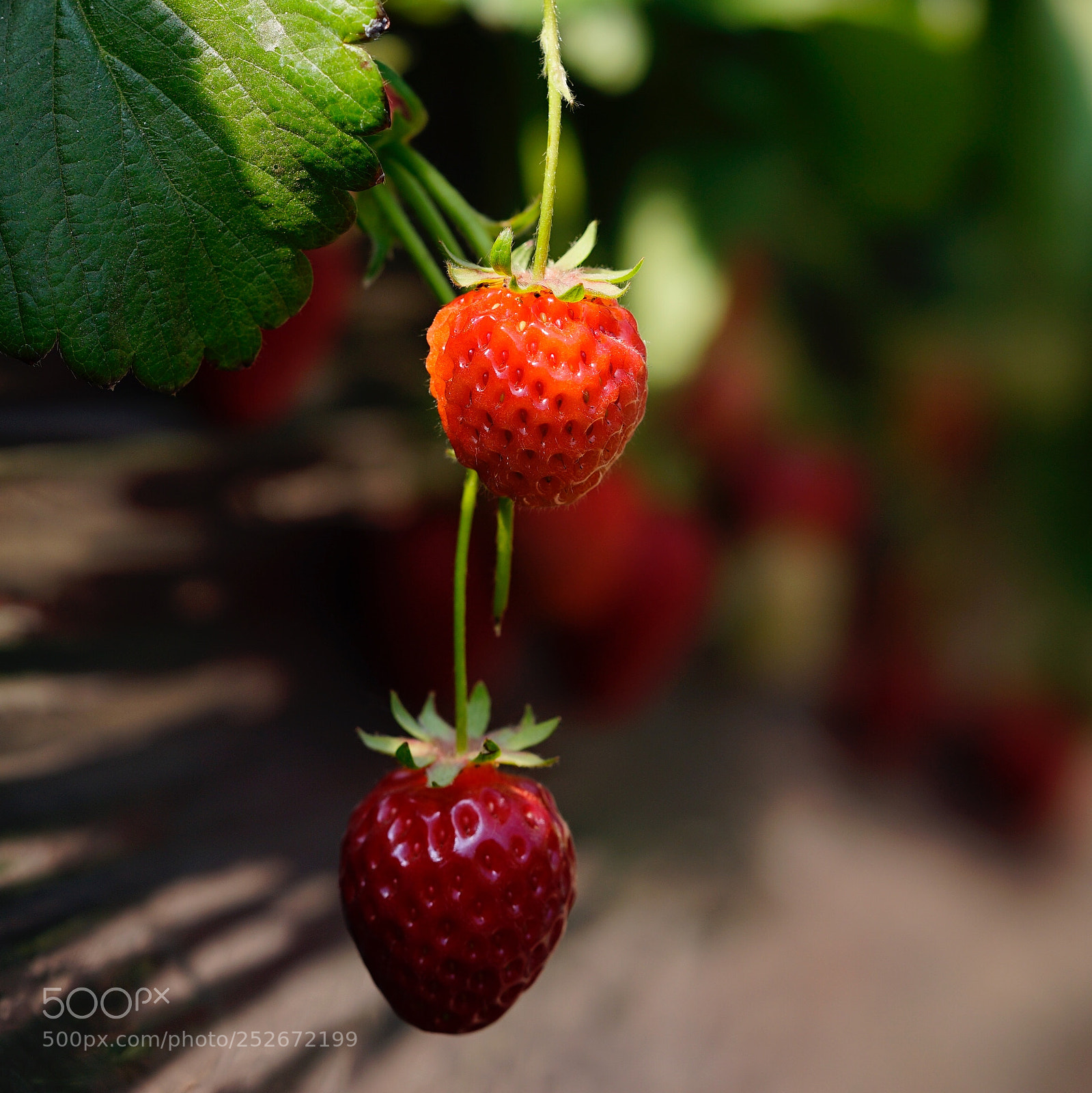 Sony a7 II sample photo. 圓熟 photography