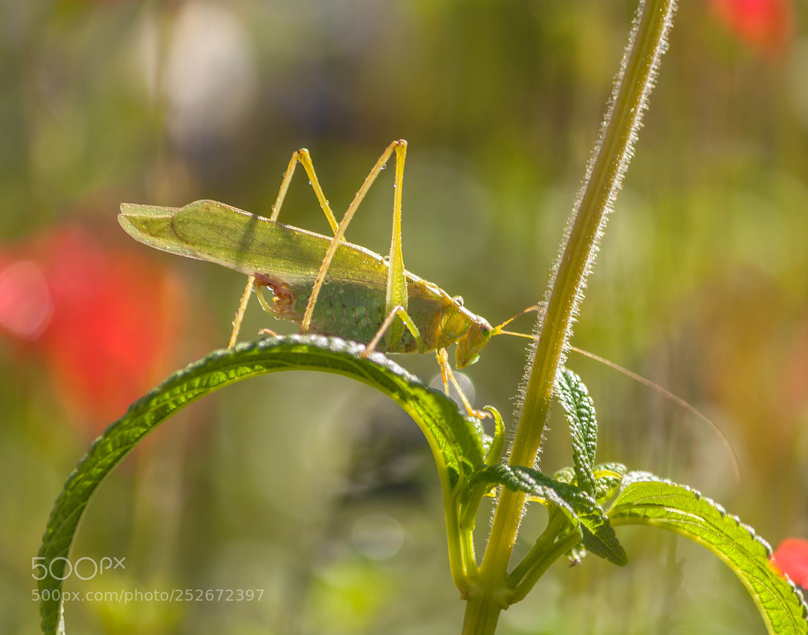 Canon EOS 1000D (EOS Digital Rebel XS / EOS Kiss F) sample photo. Katydid photography