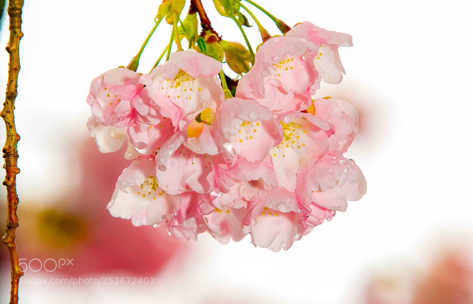 Canon EOS-1D Mark III sample photo. Charming photography