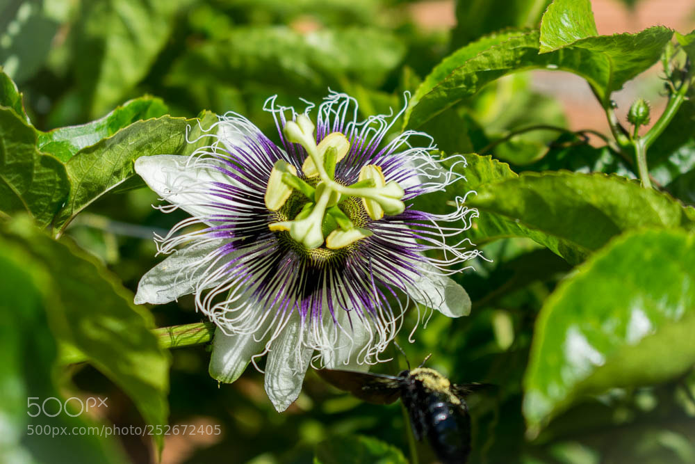 Nikon D5300 sample photo. Passion fruit flower photography