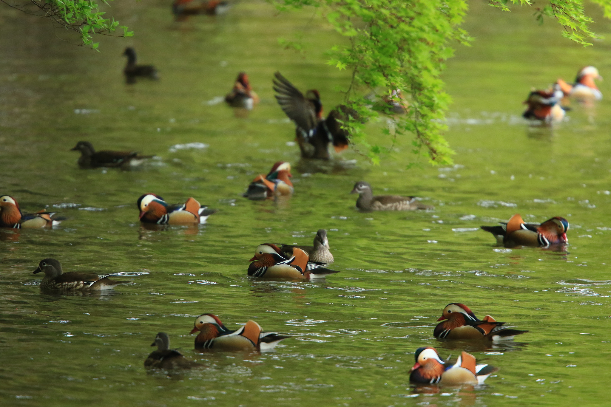 Canon EF 400mm F2.8L IS USM sample photo. オシドリ mandarin duck photography